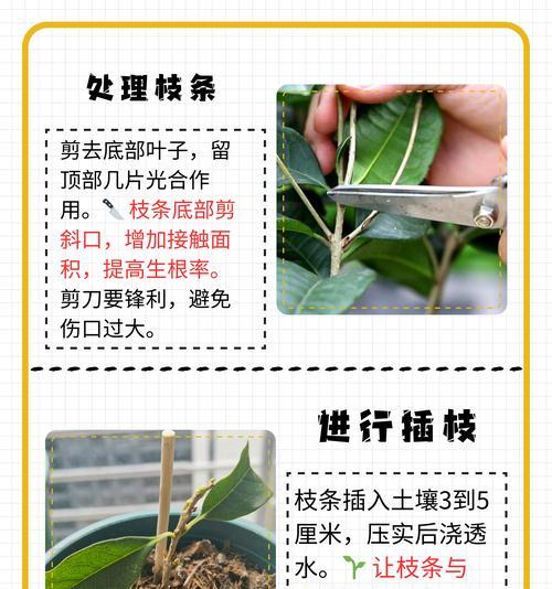 水培桂花的养殖方法（桂花水培的优点与注意事项）