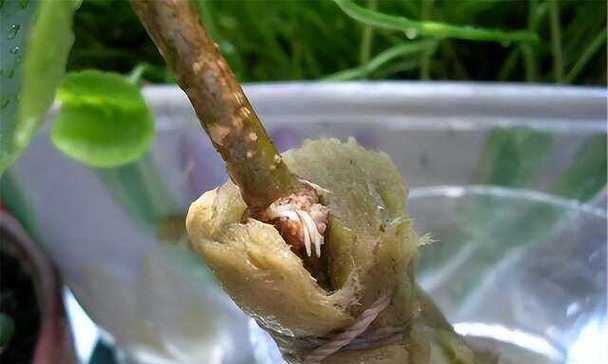 水培桂花的养殖方法（桂花水培的优点与注意事项）