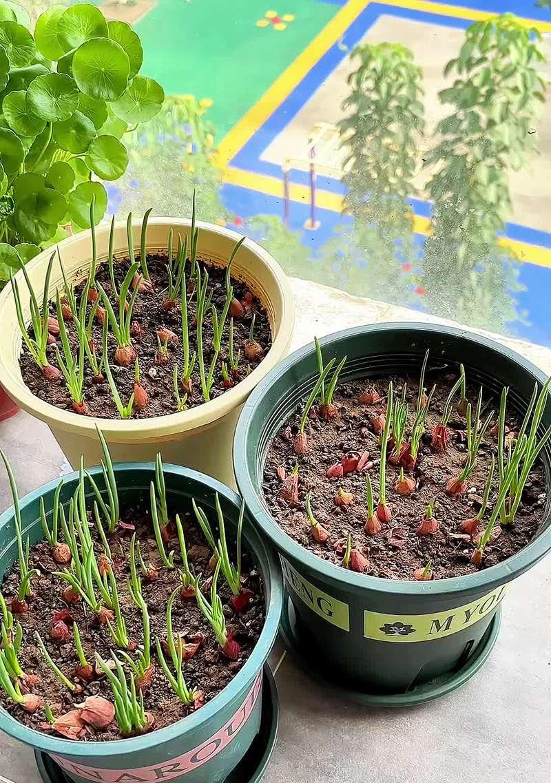 洋葱种球保存和种植的技巧（如何保存洋葱种球？什么是最佳种植时间？）