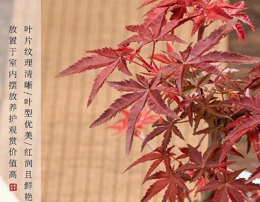 红枫扦插技巧全解析（九月最佳时机，成功繁殖关键）