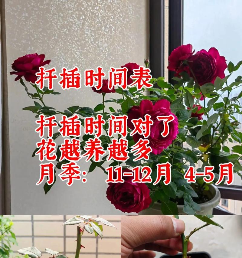 红枫扦插技巧全解析（九月最佳时机，成功繁殖关键）