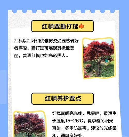 红枫扦插技巧全解析（九月最佳时机，成功繁殖关键）
