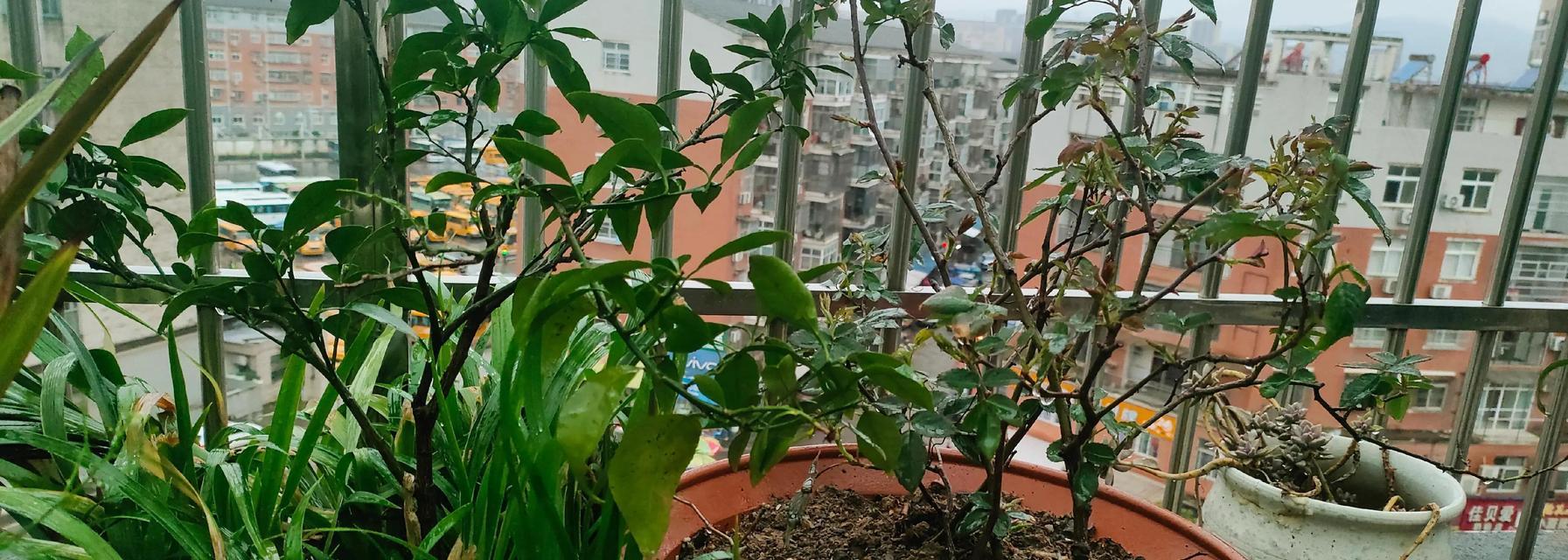 九节兰养护全攻略（打造美丽花园的秘诀）