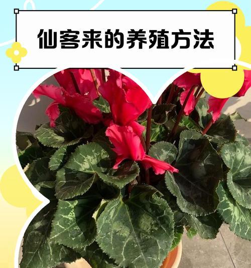仙客来喜阳光之旅（探秘世外桃源，享受阳光沙滩生活）