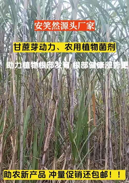 揭秘甘蔗的植物类型（探究甘蔗的单子叶性质）
