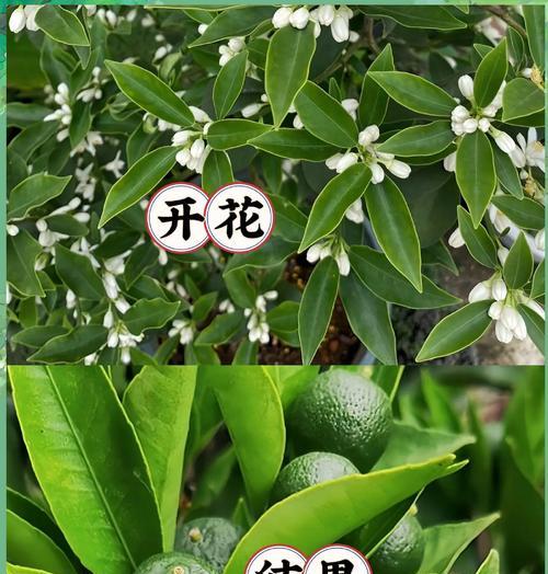 如何给桔子树施肥？（选择适合的肥料，让桔子树更加茁壮成长）