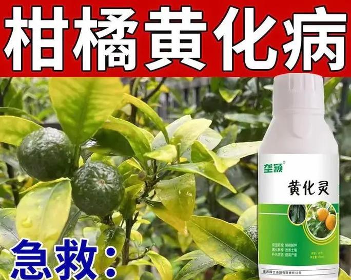 如何给桔子树施肥？（选择适合的肥料，让桔子树更加茁壮成长）