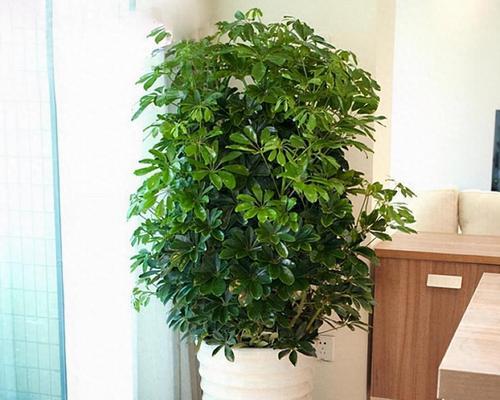 家里适合种什么树？（树种选择的依据和养护技巧）
