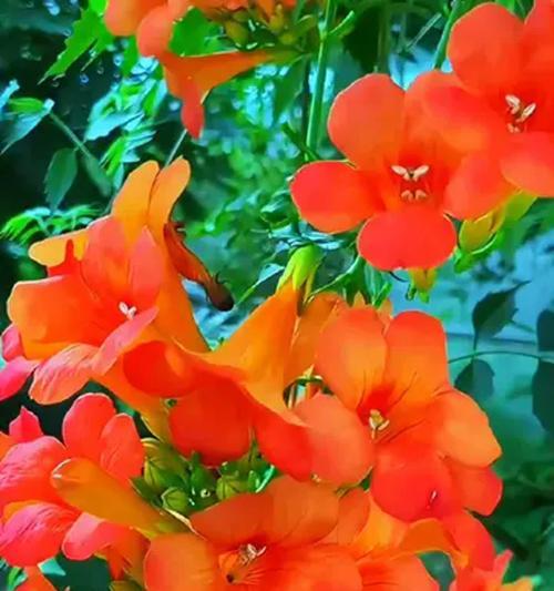 家里种凌霄花，风水宝地（选择凌霄花的秘密和风水的好处）