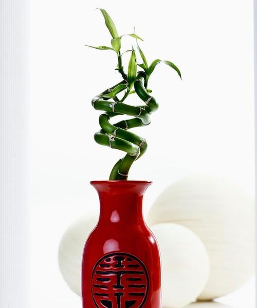 富贵竹的样子与特点（观察富贵竹，揭秘它的美丽与生机）