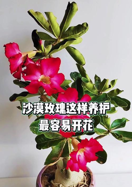 如何养护玫瑰花让其开花盛放（掌握这些技巧，让你的玫瑰花成为花园中的明星）