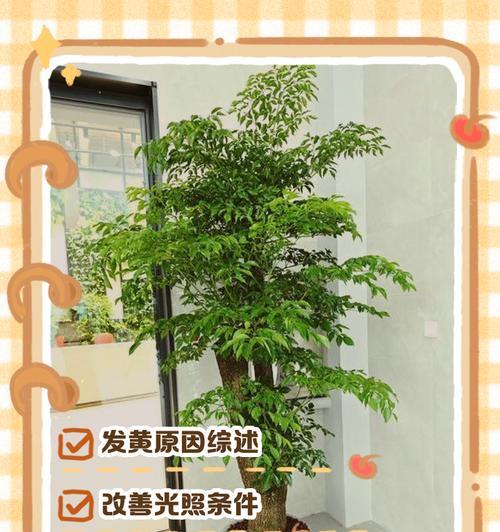 如何处理幸福树叶子烂了的问题（从养护到修剪，助你挽救幸福树的生命力）