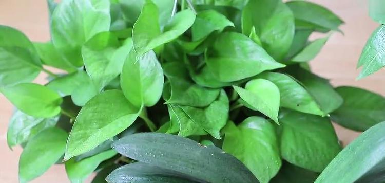 发财树汁液到底有毒吗？（揭秘发财树汁液的真相，让你放心养植）