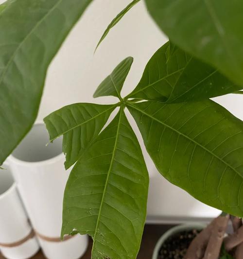 发财树汁液到底有毒吗？（揭秘发财树汁液的真相，让你放心养植）