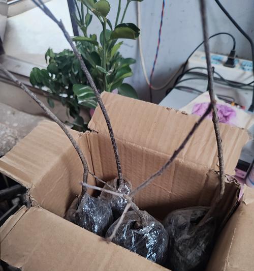 相思豆鲜花的水养之道（如何正确浇水和养护相思豆鲜花）