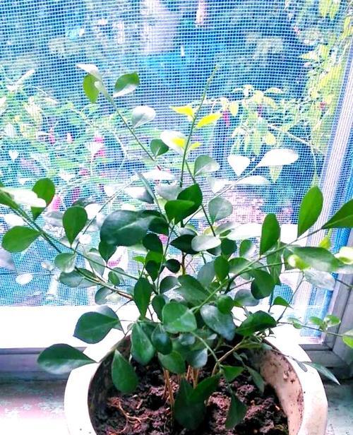 九里香的种植方法和栽种时间（详细了解九里香的生长特点和繁殖技巧）