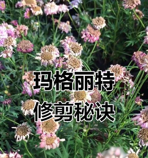 如何正确修剪玛格丽特花树？（玛格丽特花树的修剪方法与技巧，让你轻松打造美丽花园）