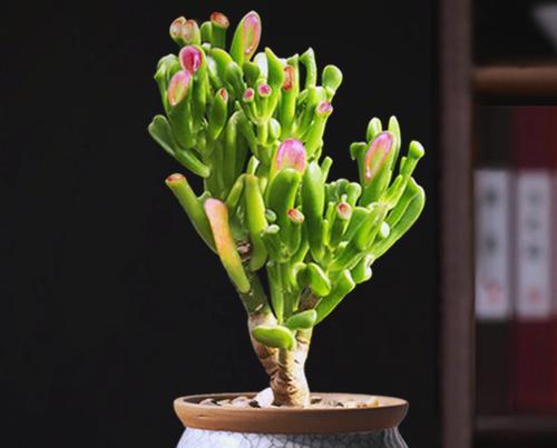 财富滋润，招财植物指南（如何用植物吸引财富的幸运）