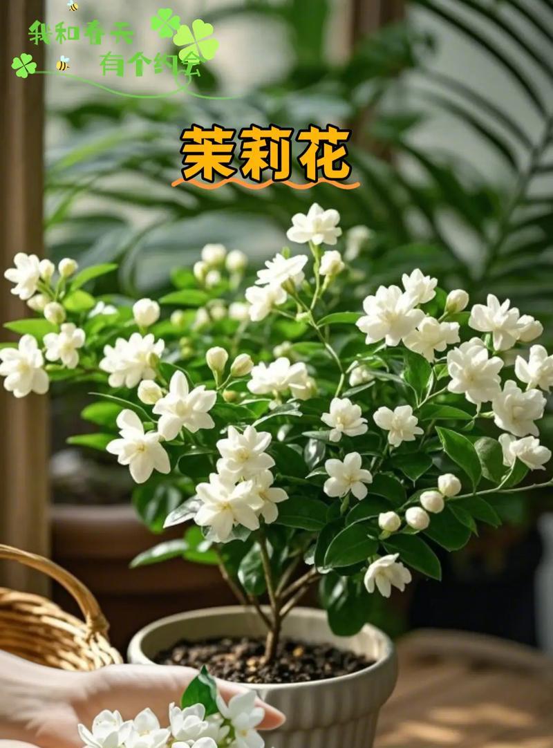 家里养茉莉花的风水效应（茉莉花的美丽与吉祥）