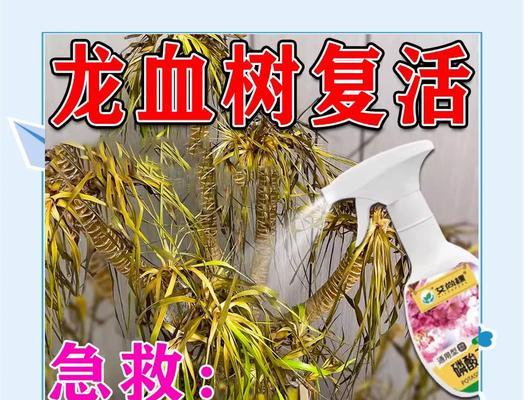 海南龙血树叶子发黄该怎么办？（龙血树养护小技巧）
