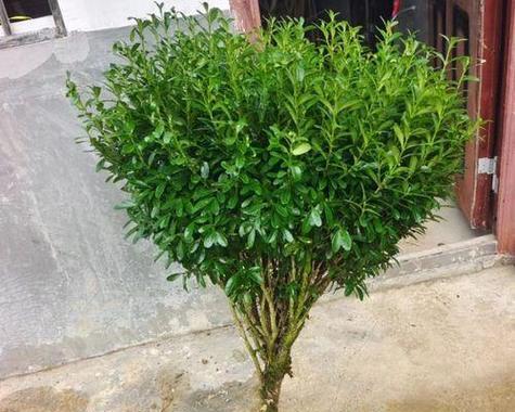 绿篱（探究绿篱的植物分类及特征）