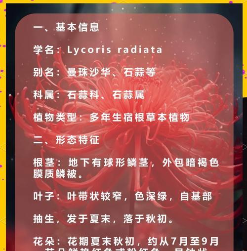 彼岸花的种植时间（一年四季都可种植，但最佳时间是什么时候？）