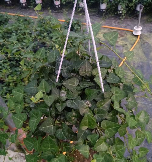 常春藤的土壤种植要点（如何为常春藤提供合适的土壤环境）