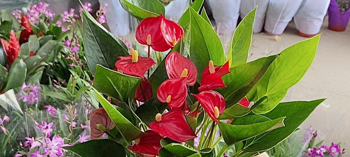 火鹤花的养殖方法（家庭中的火鹤花养殖指南）