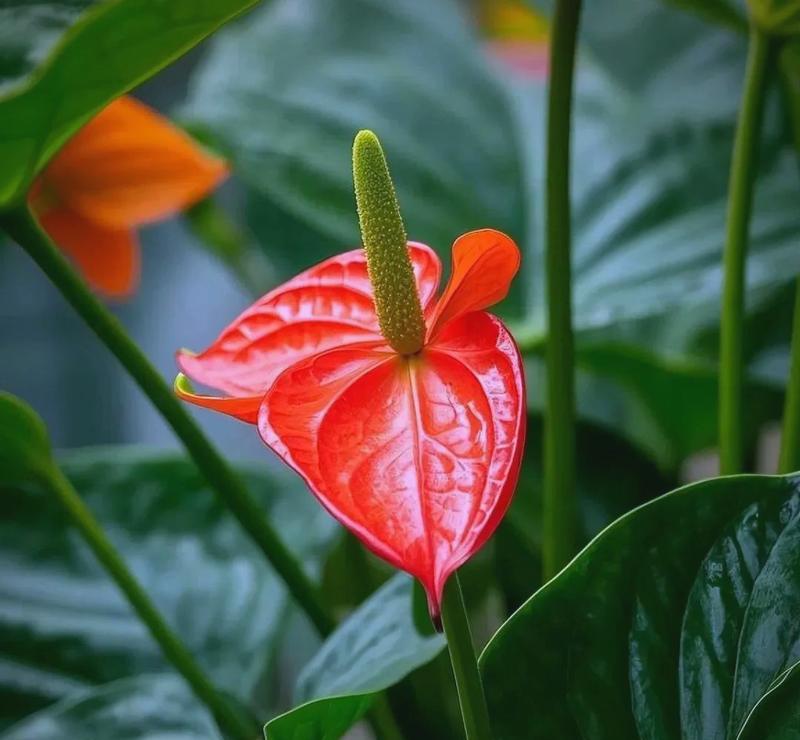 火鹤花的养殖方法（家庭中的火鹤花养殖指南）