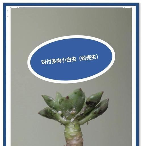 如何有效防治多肉长虫子？（多肉爱好者必知的防虫攻略）