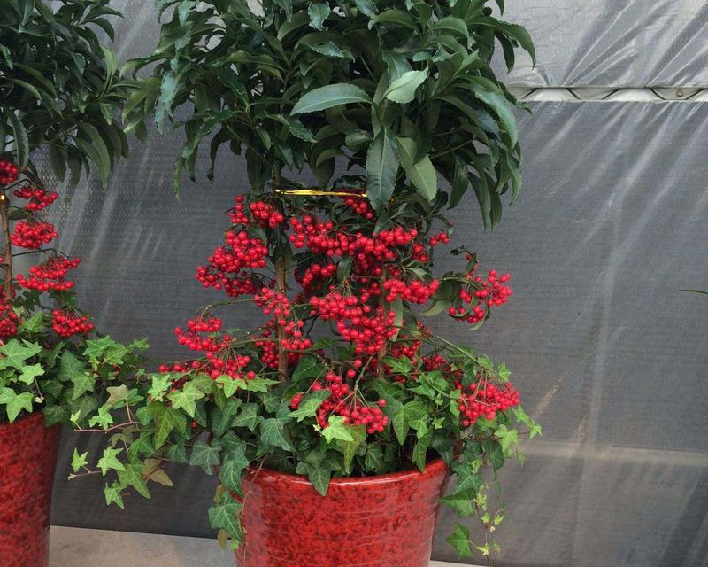 富贵子花期及生长习性详解（揭开富贵子的花开时间和种植技巧）
