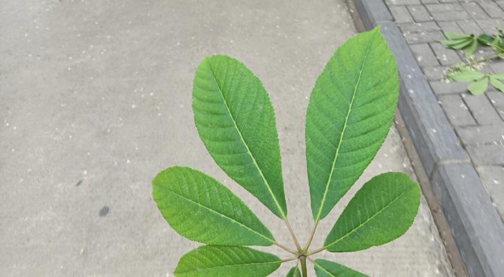 探秘田七树的神奇之处（了解田七树的外貌、药用价值以及栽培方法）