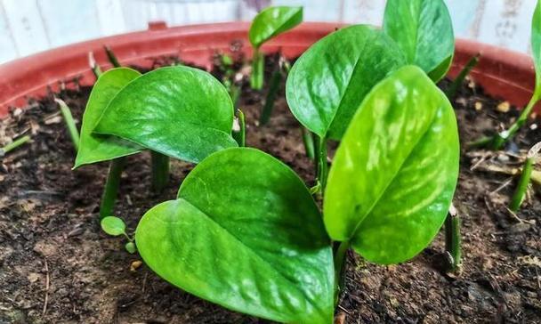 洗米水能否养活绿萝？（探讨洗米水对植物生长的影响及正确使用方法）