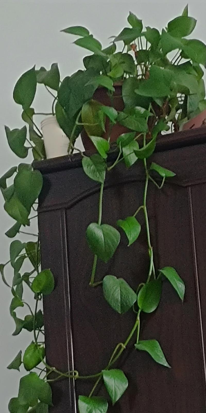 洗米水能否养活绿萝？（探讨洗米水对植物生长的影响及正确使用方法）