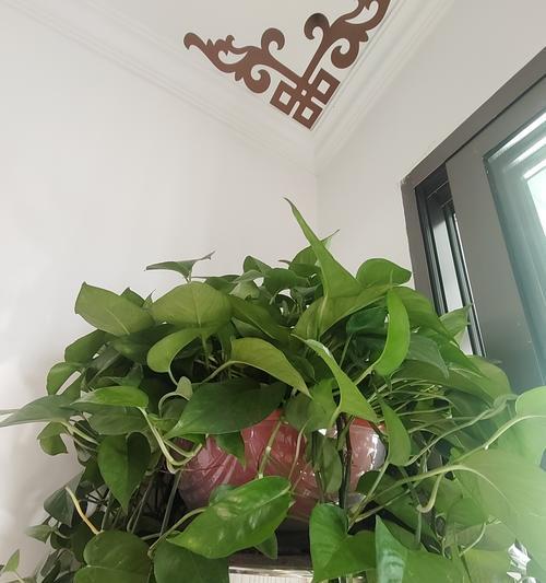 洗米水能否养活绿萝？（探讨洗米水对植物生长的影响及正确使用方法）