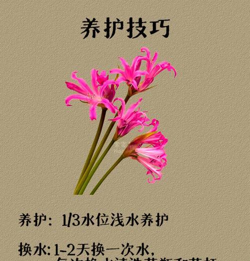 如何让石蒜花茁壮成长（照顾技巧、水肥管理、病虫害防治等详解）