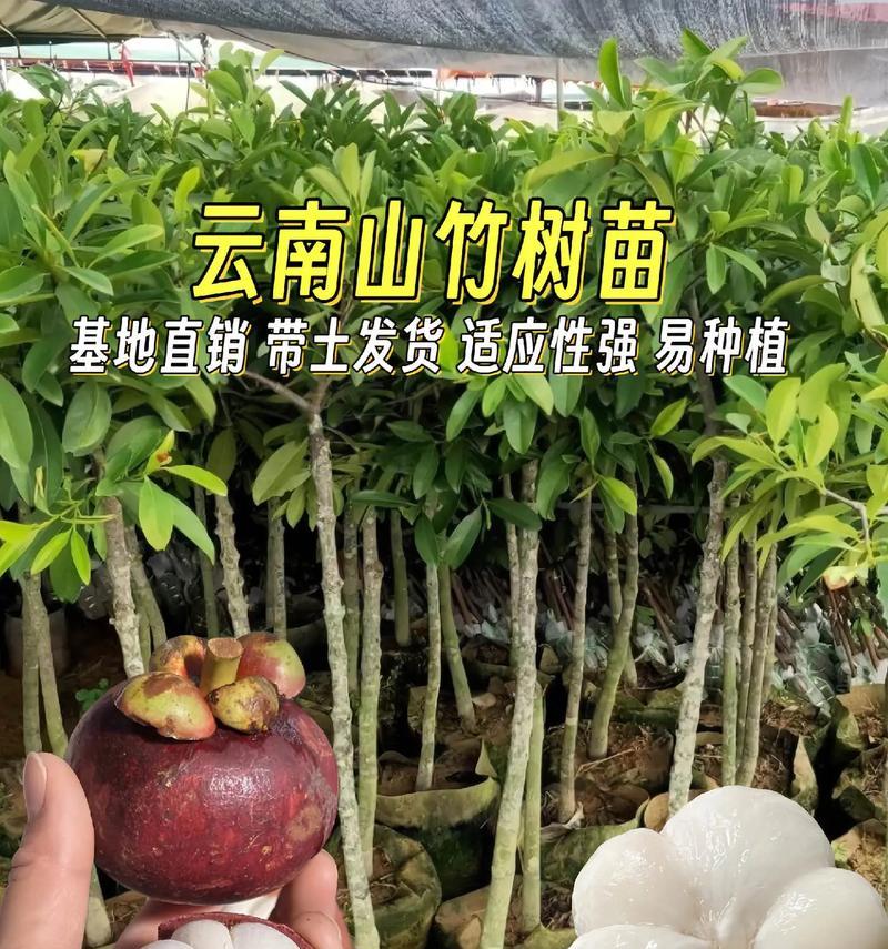 山竹种子的种植与管理（打造属于自己的山竹果园）