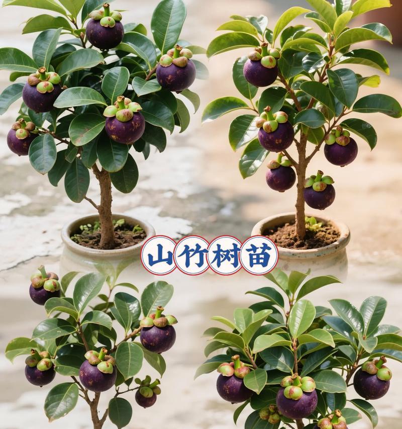 山竹种子的种植与管理（打造属于自己的山竹果园）