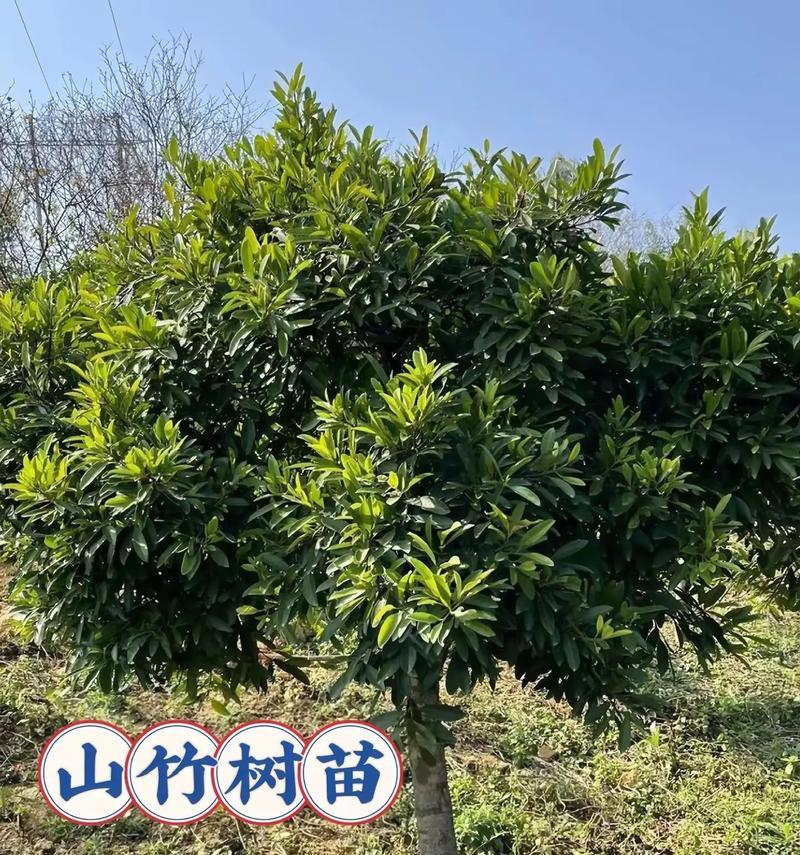 山竹种子的种植与管理（打造属于自己的山竹果园）