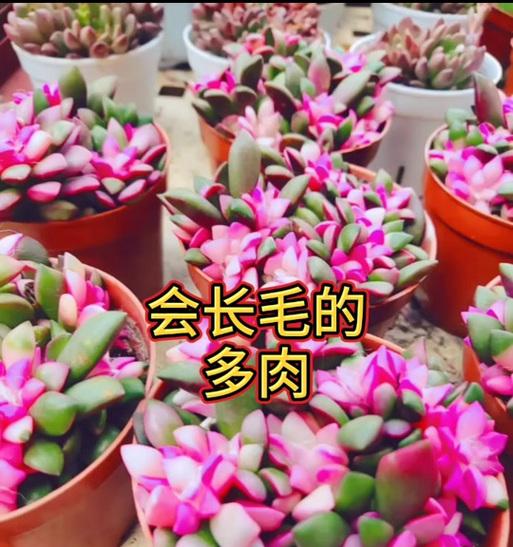多肉植物爱好者必读（打造最美多肉花园，从吹雪之松锦开始！）
