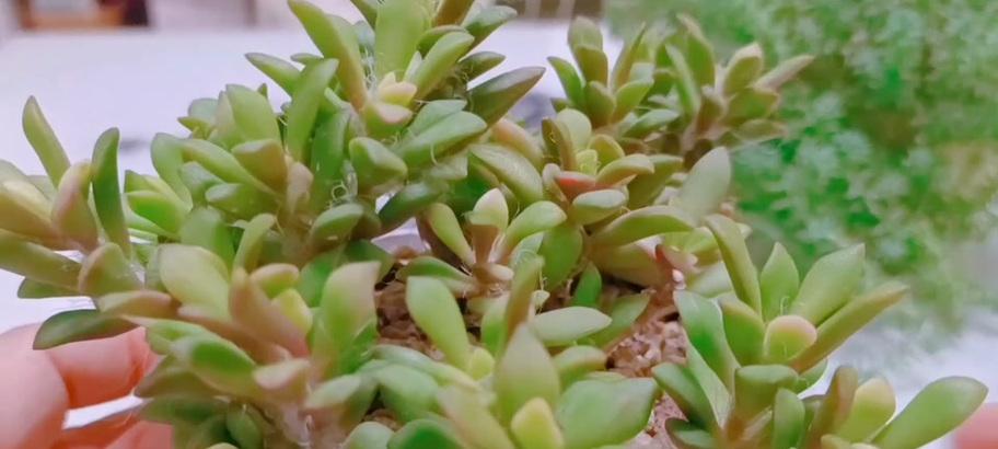 多肉植物爱好者必读（打造最美多肉花园，从吹雪之松锦开始！）