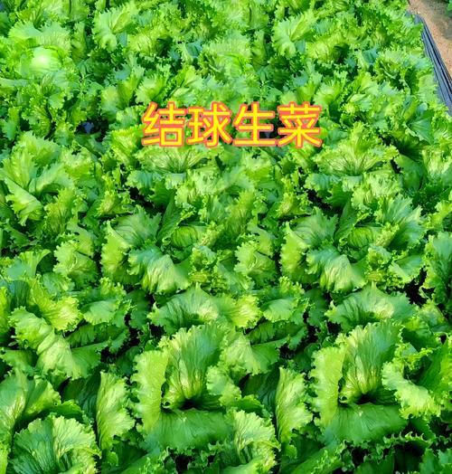 包生菜可以生吃吗？解答你的困惑（包生菜的营养价值、常见的生吃方法以及需要注意的事项）