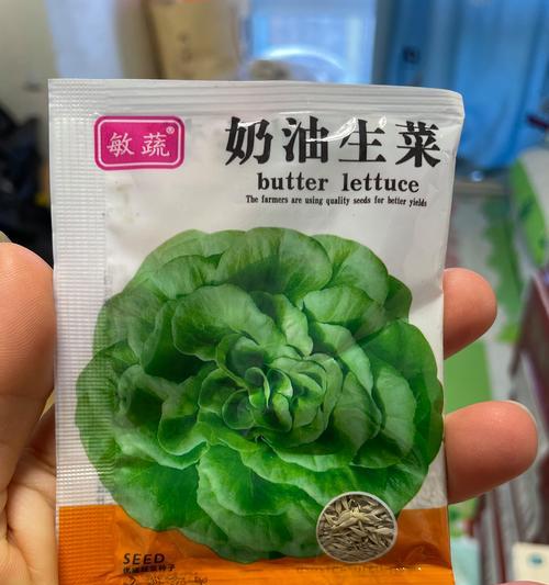 包生菜可以生吃吗？解答你的困惑（包生菜的营养价值、常见的生吃方法以及需要注意的事项）