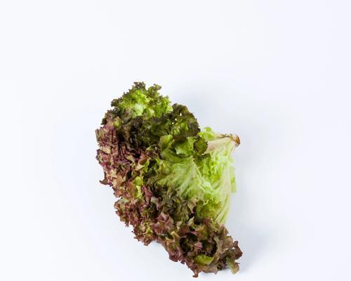 包生菜可以生吃吗？解答你的困惑（包生菜的营养价值、常见的生吃方法以及需要注意的事项）