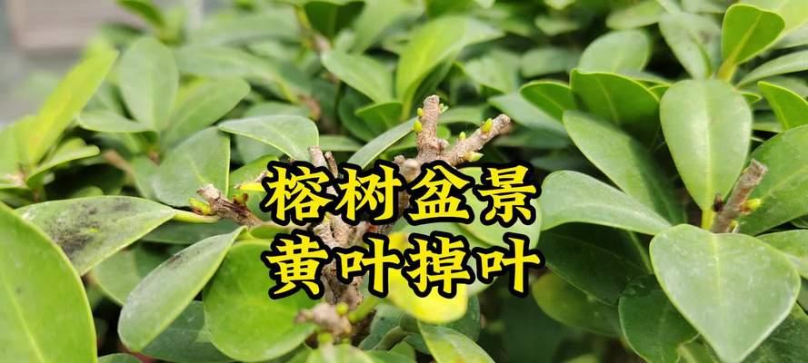 如何应对大叶榕树掉叶子问题？（解决大叶榕树掉叶子问题的有效方法）