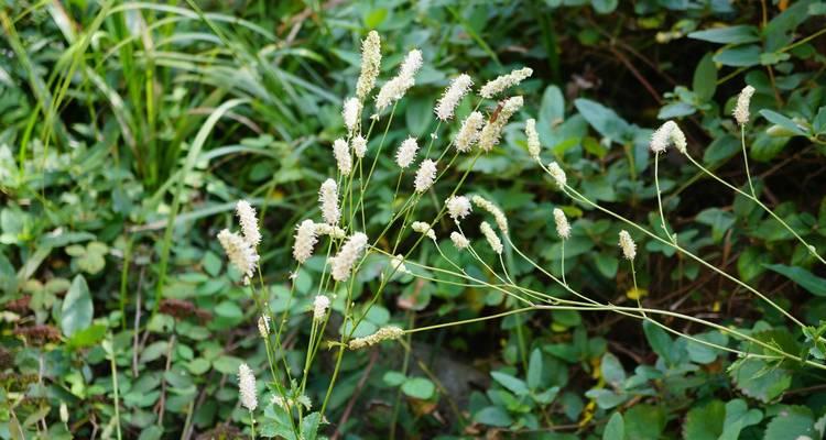 地榆——草原上的“大医生”（草原上的重要药用植物）