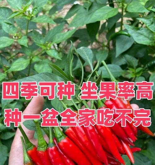 如何种植和管理朝天椒？
