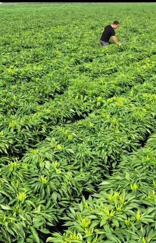 如何种植和管理朝天椒？