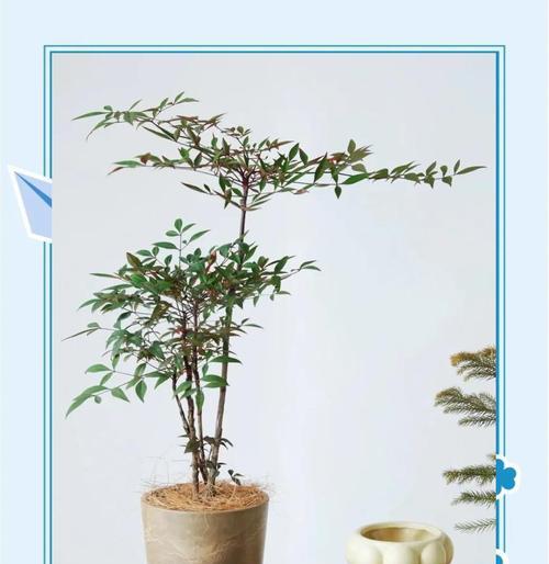 百子莲喜阳还是喜阴？（探究百子莲的光照需求与栽培技巧）