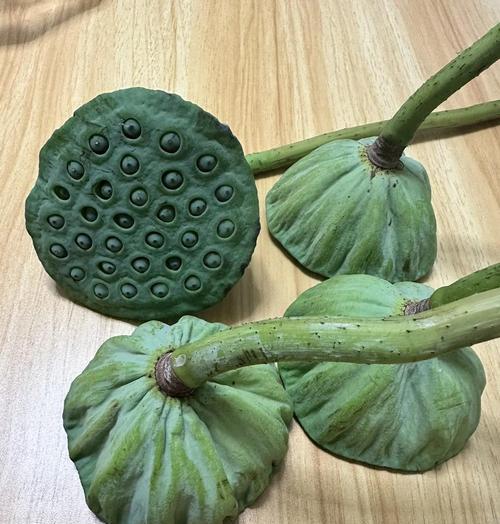 百子莲喜阳还是喜阴？（探究百子莲的光照需求与栽培技巧）
